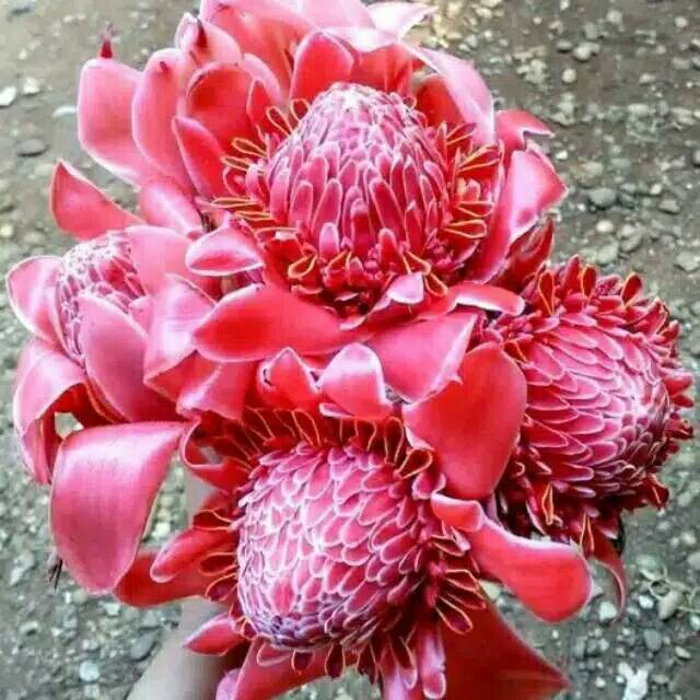 

Bunga Kecomrang/rombeh segar