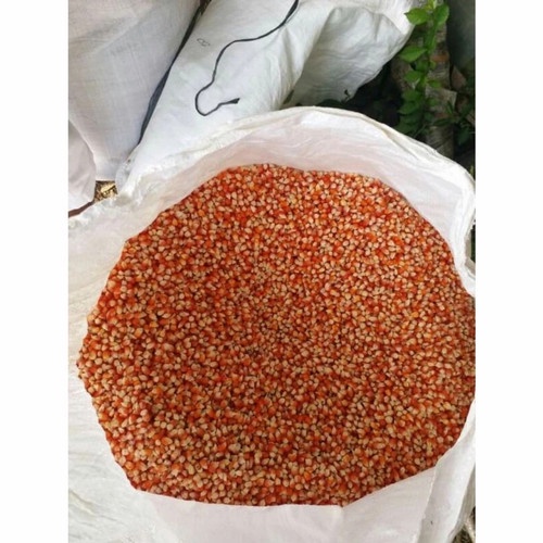 1kg Jagung merpati/ jagung ternak/ jagung kristal original unggul/ jagung kristal