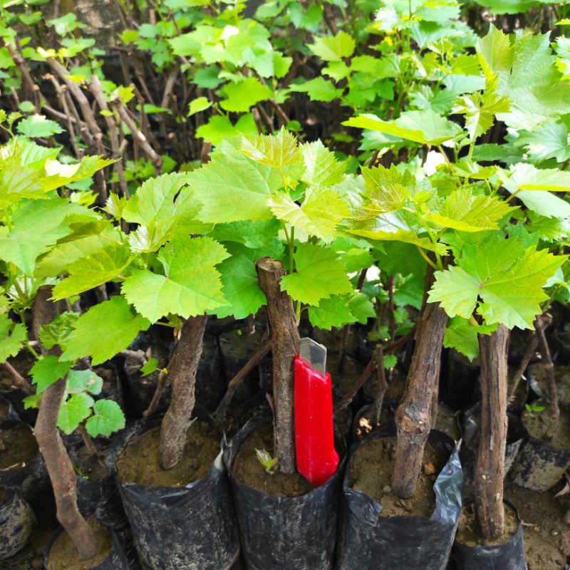 Tanaman Bibit Bonggol Anggur / Batang Besar Anggur