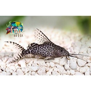pemanis aquarium PROMO GACORR Ikan Hias sapu sapu Synodontis Sinodentis Pemakan Alga Lumut lisabetta