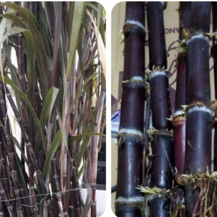 

stek Tebu Hitam/ tebu ireng panjang 30 cm