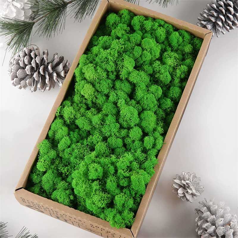 500g Preserved Reindeer Craft Moss Natural Green DIY Kit Terrariums Gardenning Art Wall Florist East