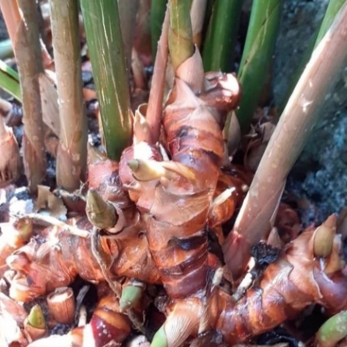 bibit lengkuas merah rimpang per kg