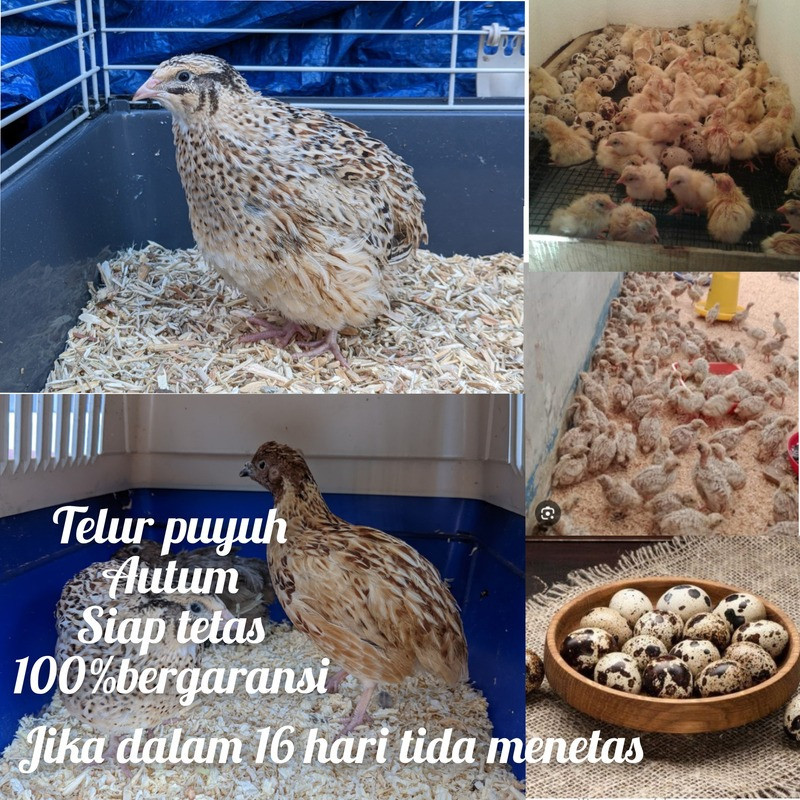 isi 30 telor Puyuh untuk di tetas jenis burung albino