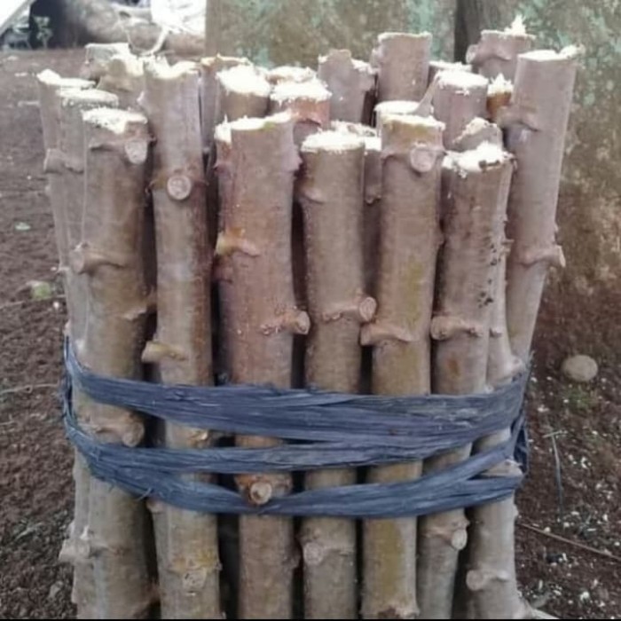 Paket 1 Ikat Bibit Stek Batang Pohon Singkong Apuy / Singkong Putih