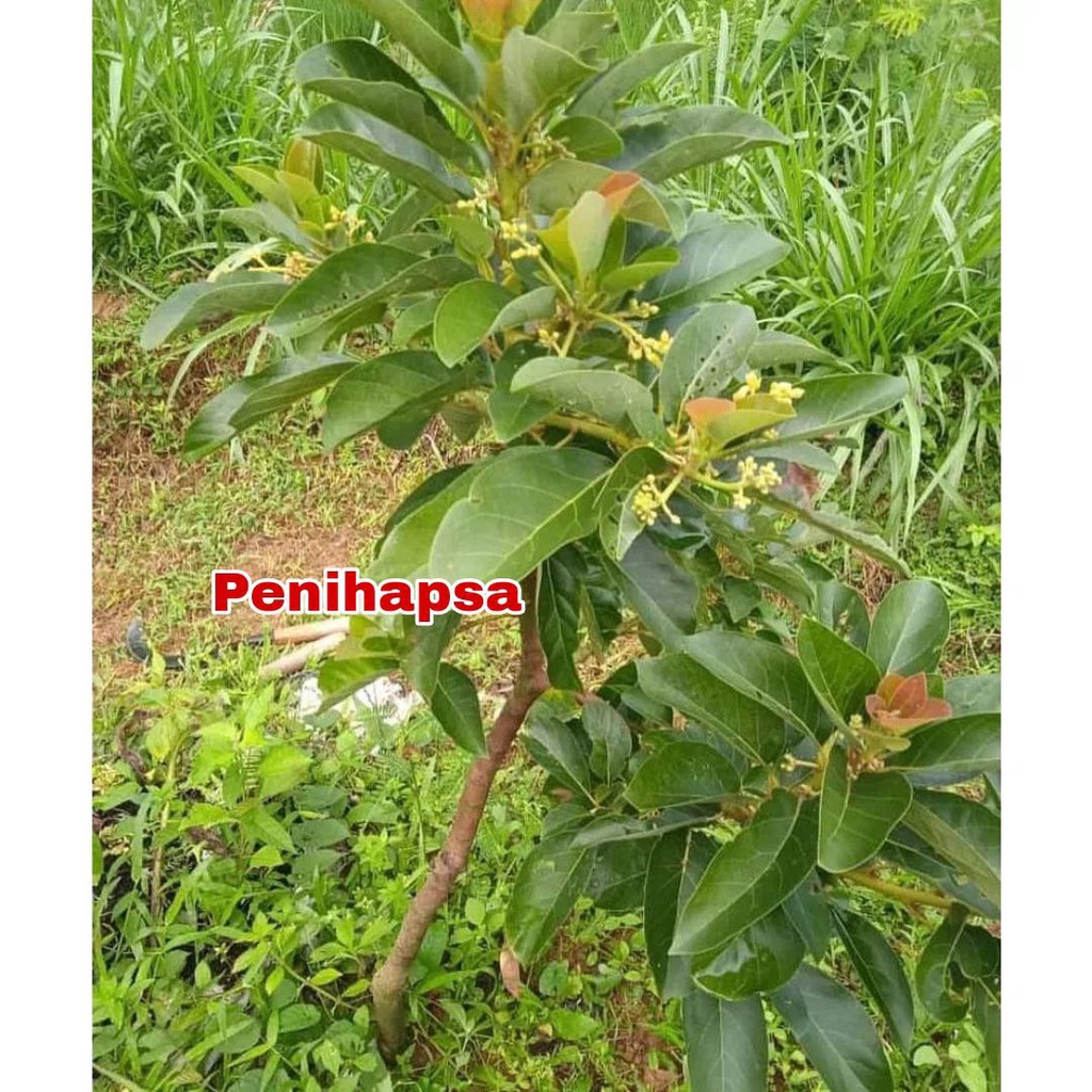 Bibit Alpukat Taiwan Green Skin / Alpukat Zhuang Poo kondisi sudah berbunga