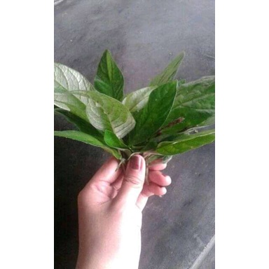 

Promo Daun reundeu segar(250gram) bisa COD