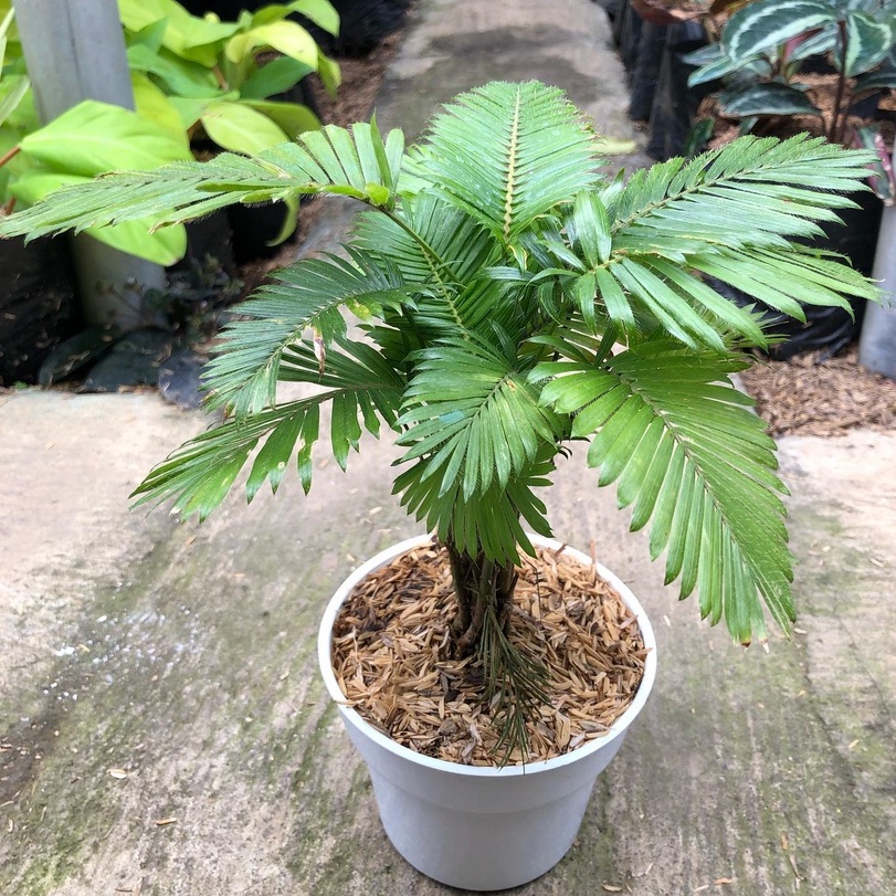 Tanaman Hidup Indoor Palem Paris Rotan Mini - Tanaman Hias Pohon Palem Paris Mini