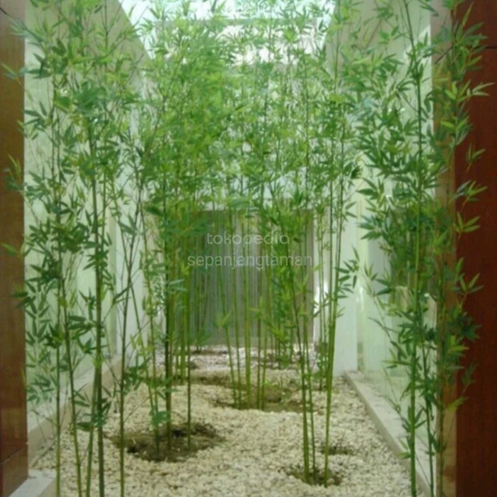 Tanaman hias pagar bambu klisik - bambu cina - tanaman pagar Bambu cendani bambu cina  hias tinggi 1