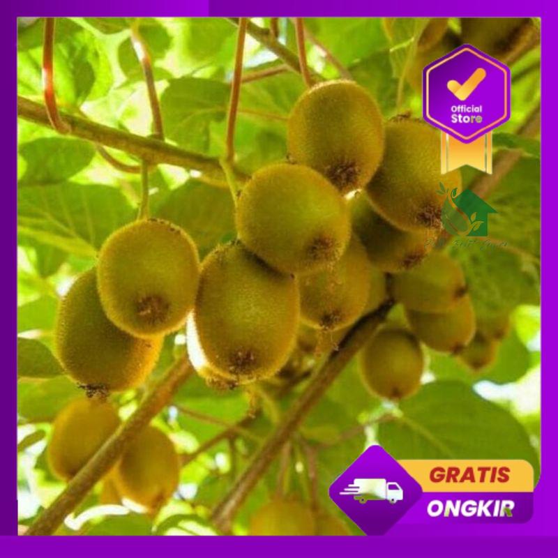 Terlaris Bibit Tanaman Buah Kiwi Cepat Berbuah-Bibit Buah