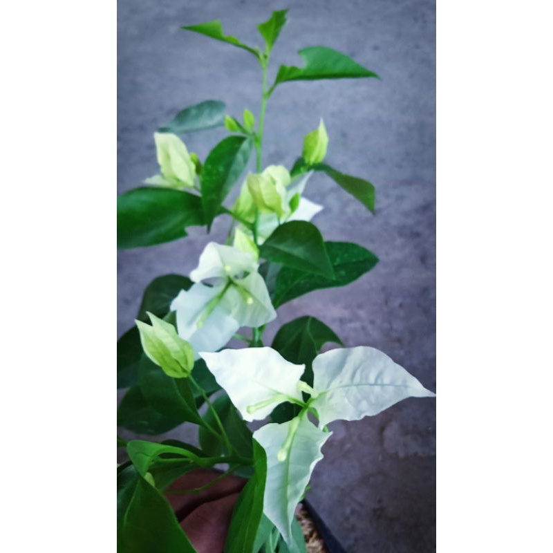 Tanaman Hias Bougenville Bangkok Putih