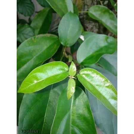 Bibit Daun Cincau Hijau Stek Benih COD