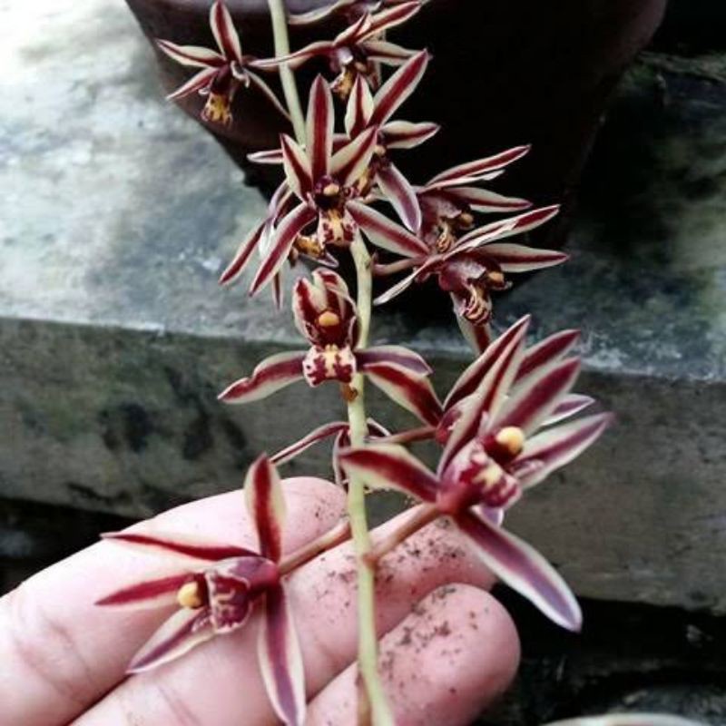 anggrek cymbidium bicolor