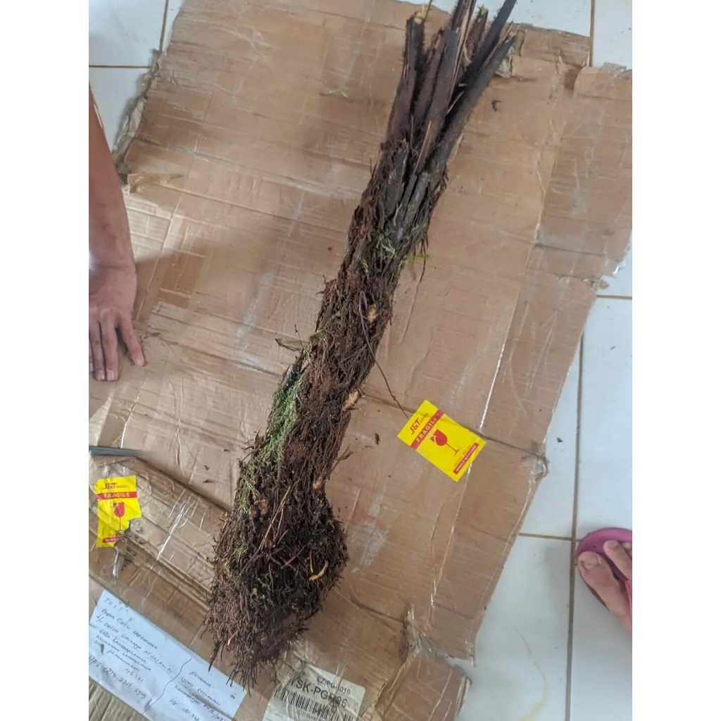 Tanaman hias pakis monyet pakis hutan