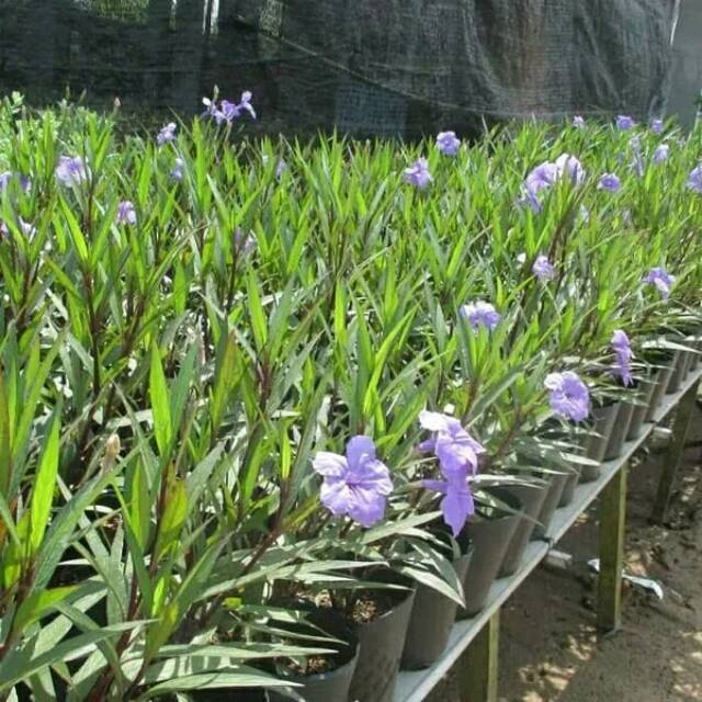 

tanaman hias bunga ruelia tegak - bunga hias hidup