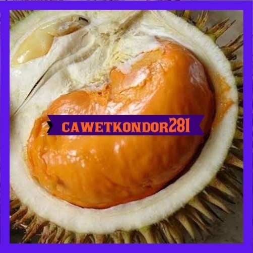 bibit durian tembaga super