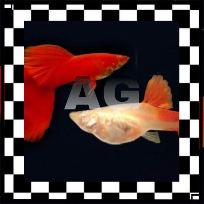 ISI AQUARIUM hiasan aquarium guppy ikan gupi AFR sepasang