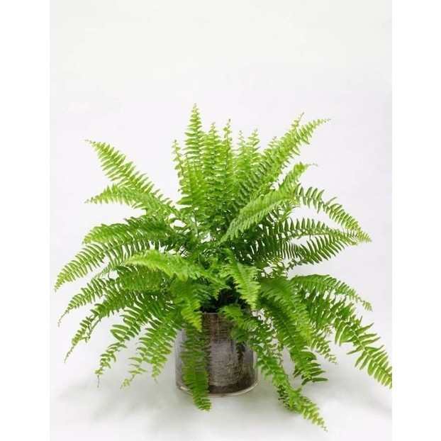 pakis kelabang ukuran jumbo