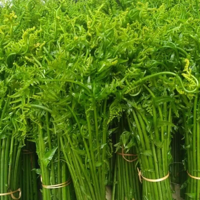 

Pakis sayur segar 1kg