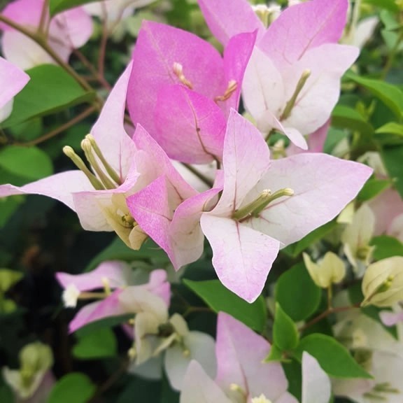 tanaman hias bunga Bougenville kombinasi merah putih