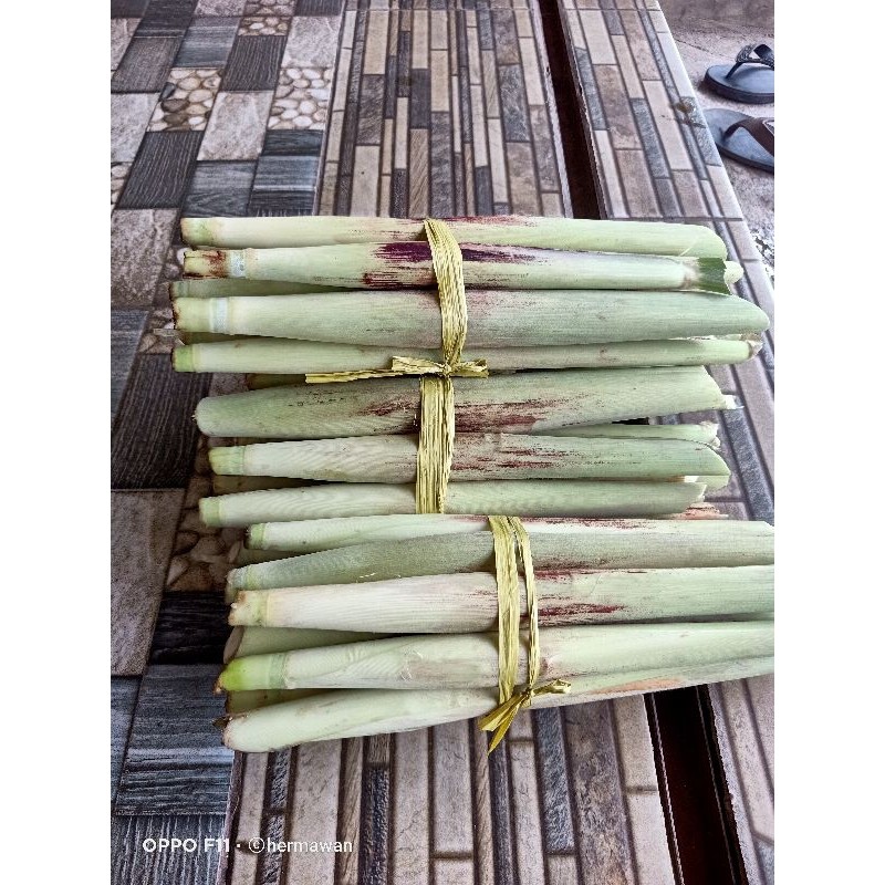

terubuk 1kg
