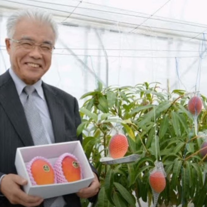 Bibit mangga Miyazaki Jepang cepat berbuah, Tanaman Pohon Mangga Okulasi Siap Berbuah