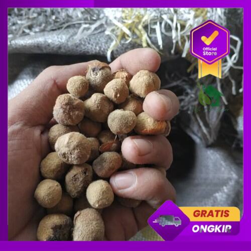 Benih biji pohon jati emas 100gr unggulan siap semai biji pohon