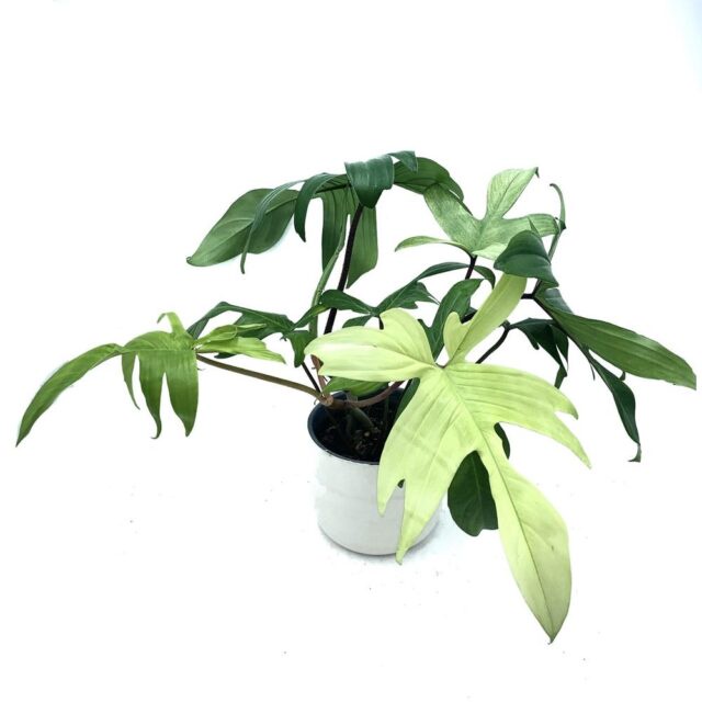 philo florida ghost (Philodendron pedatum) / philo merpati | tanaman hias hidup plansttara