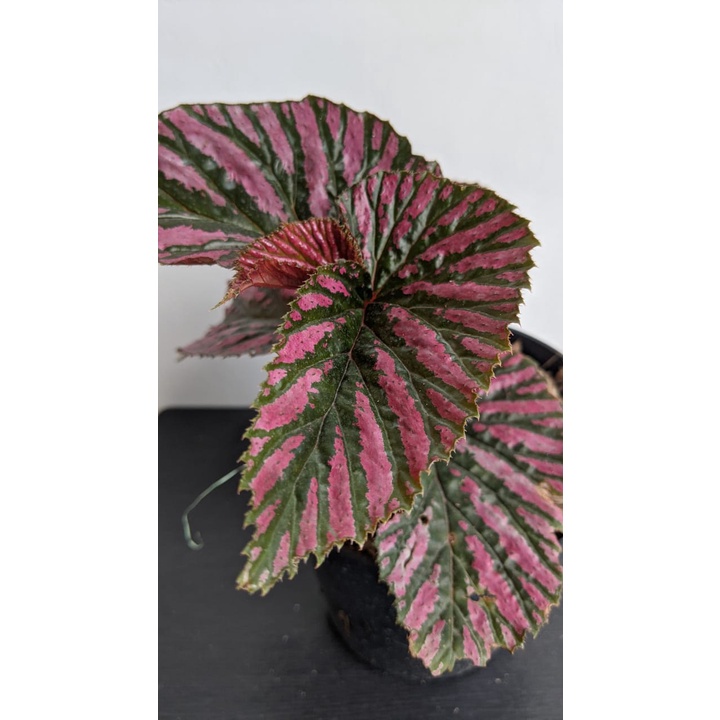 Tanaman Hias Begonia Walet - Bibit Bunga Begonia plantstara