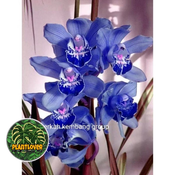 ( PROMO ) Tnaman hias anggrek tanah Cymbidium blue - bunga hidup