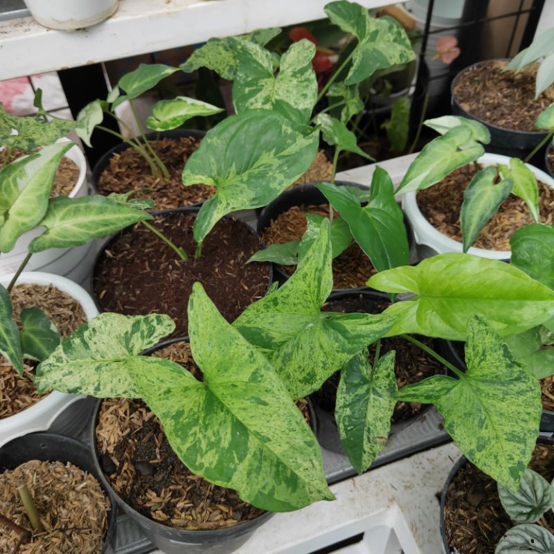 Tanaman Hias Syngonium Mojito (Syngonium podophyllum ‘Mojito’ )