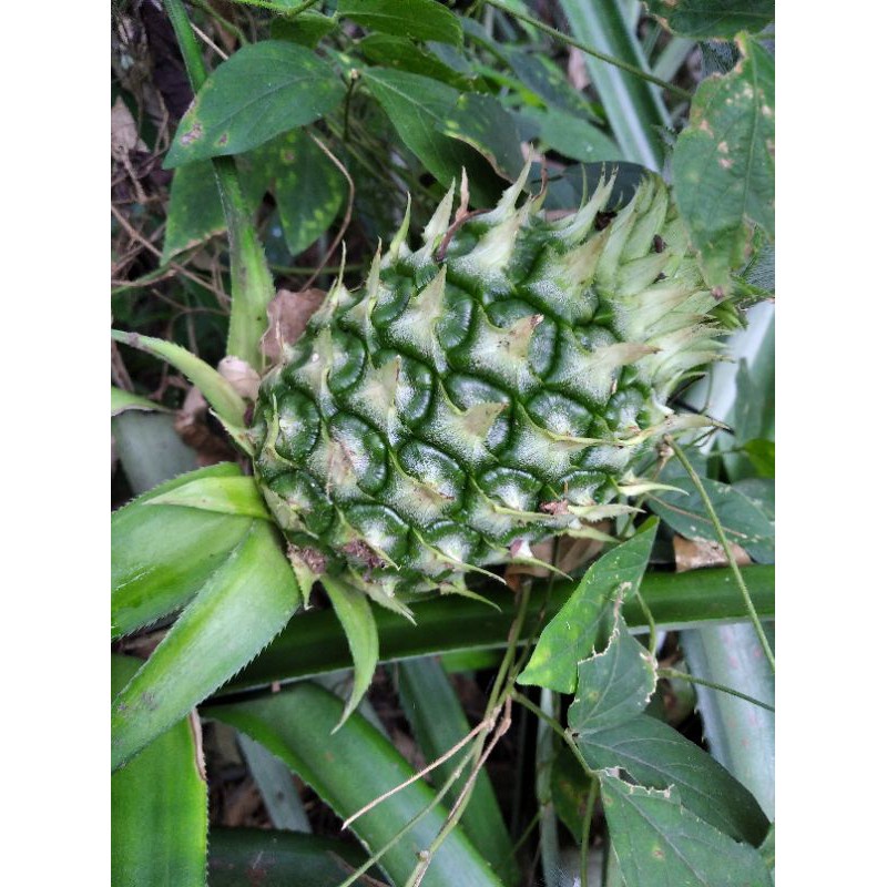 

cod 500 gram buah nanas muda langsung petik dari kebun nanas muda buat pelancar haid herbal mugilaris
