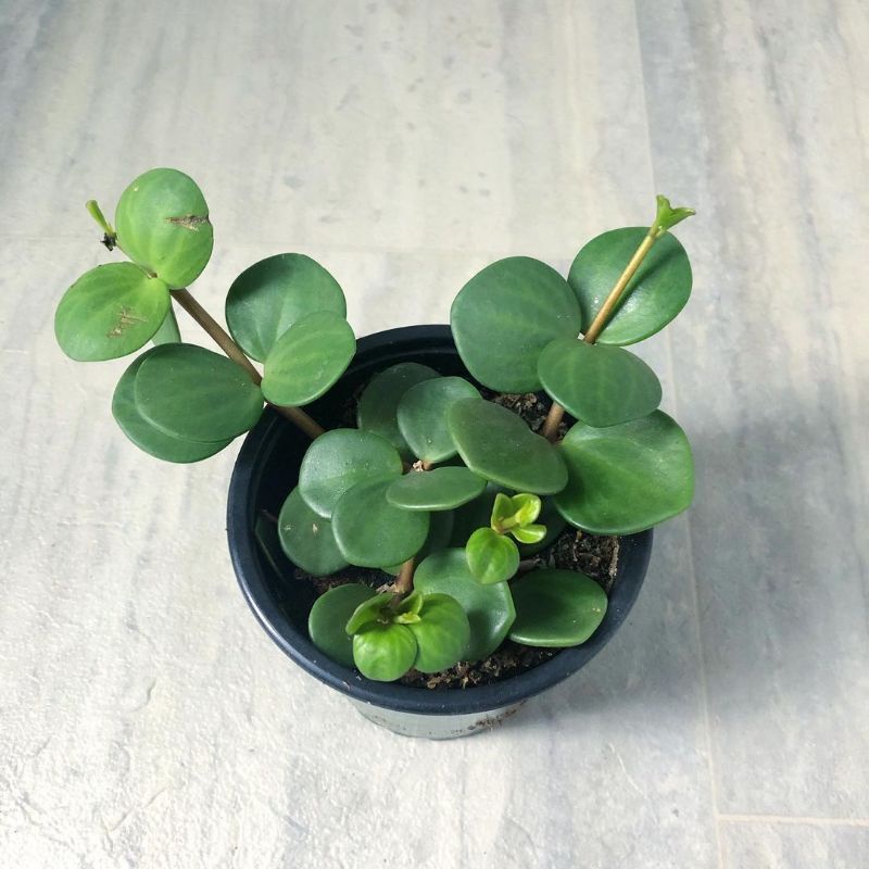 ( TERMURAH) Tanaman Hias Gantung Hoya Coin Peperomia Hoya Koin Murah - Tanaman Hias Hidup Hoya Coin 