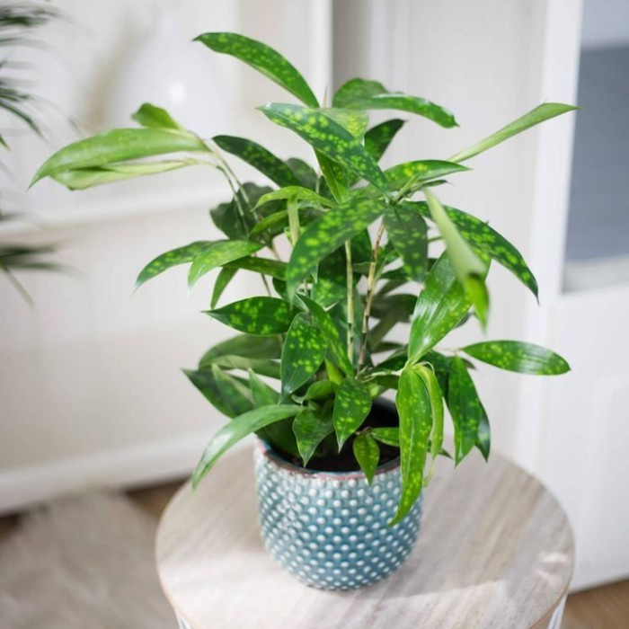 tanaman bambu hoki dracaena hijau dracena ijo tanaman indoor