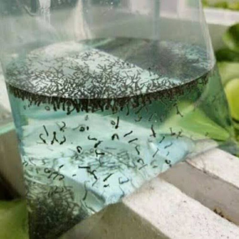 jentik nyamuk/pakan ikan/pakan cupang/pakan sidat/pakan ikan koi