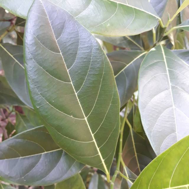 

Daun nangka 500 gram . merawat dan menghaluskan kulit