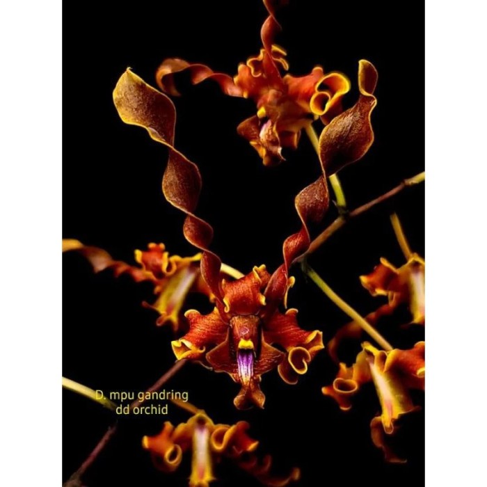 Anggrek Dendrobium Mpu Gandring Remaja