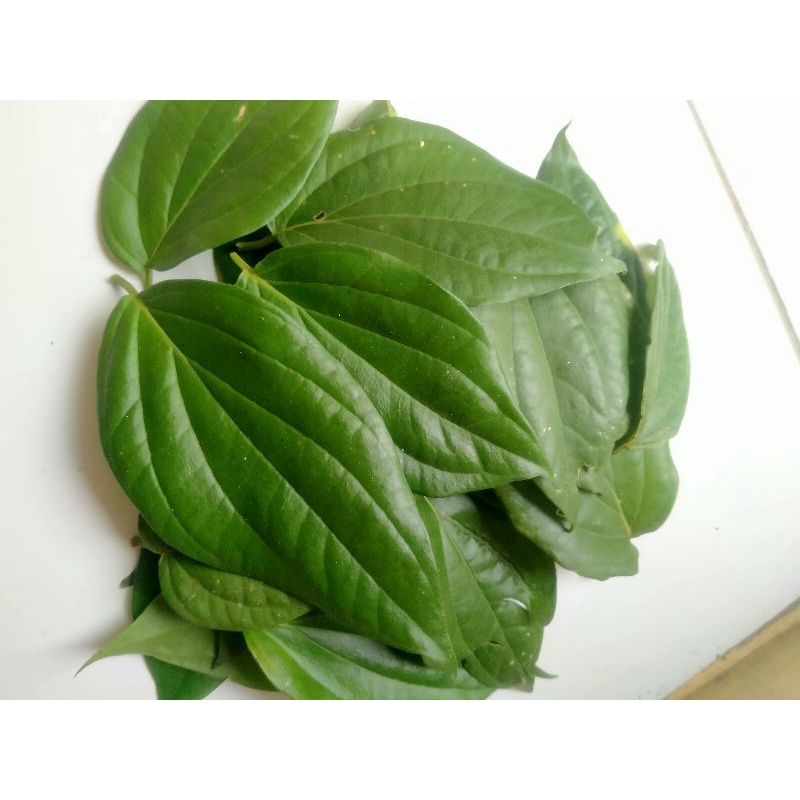

Daun Sirih Segar Daun Sirih/lembar