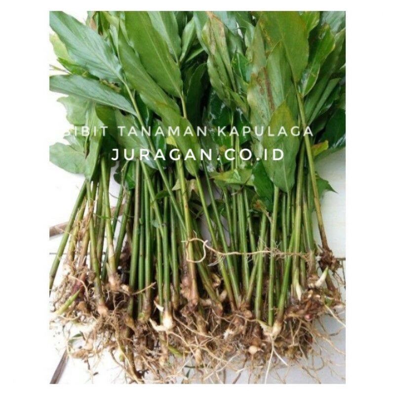 COD Bibit Kapulaga - Bibit Kapulaga Hibrida Super -  Bibit Kapulaga Hijau - Bibit Kapulaga Hibrida -