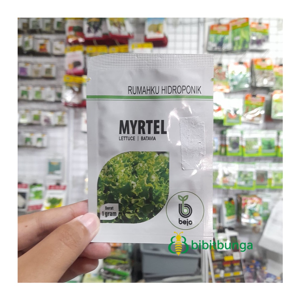 Benih Bibit Selada Myrtel 1 gram Bejo Seed Batavia Lettuce Hidroponik