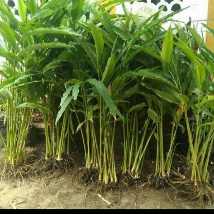 Bibit Tanaman Kapulaga/ Rempah Kapulaga/ Herbal Kapulogo