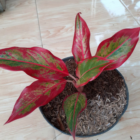 Aglonema Lipstik / Tanaman Aglonema Lipstik