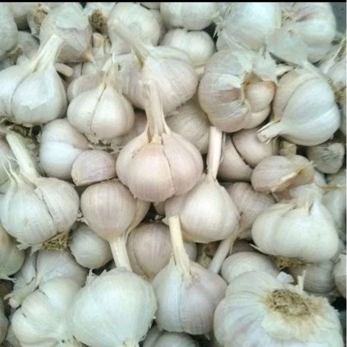 

Bawang Putih bawang bumbu masak Kating Bersih