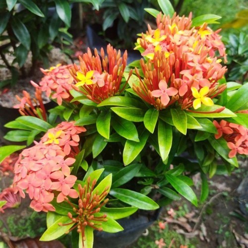 Bibit Tanaman Hias Bunga Asoka Orange Berbunga | Bibit Bunga Asoka Oren