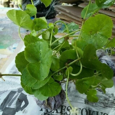 Tanaman Herbal Antanan / Daun Pegagan