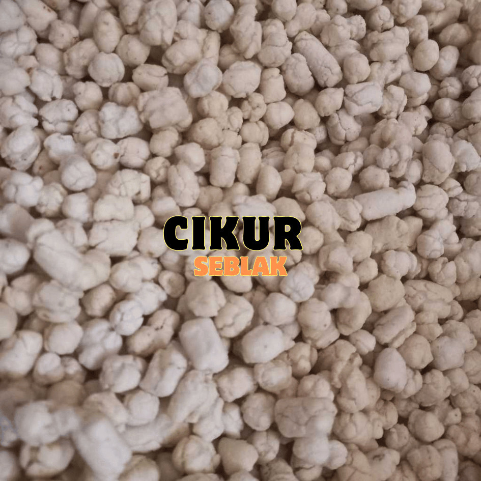 

SALE - pilus cikur pilus pilus pedas pilus kencur cikur kencur cikur pilus cikur 1kg cikur seblak