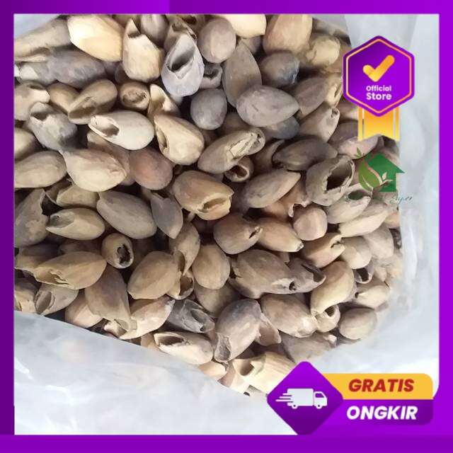 Benih biji pohon gmelina - jati putih 100gr unggulan siap semai biji pohon