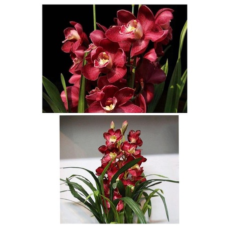 Anggrek Cymbidium Merah Langka - Tanaman Hias - Bunga Cymbidium Hybird - Plantstara
