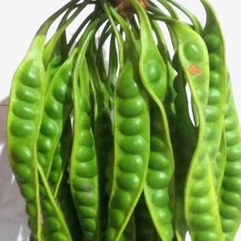 

Petai