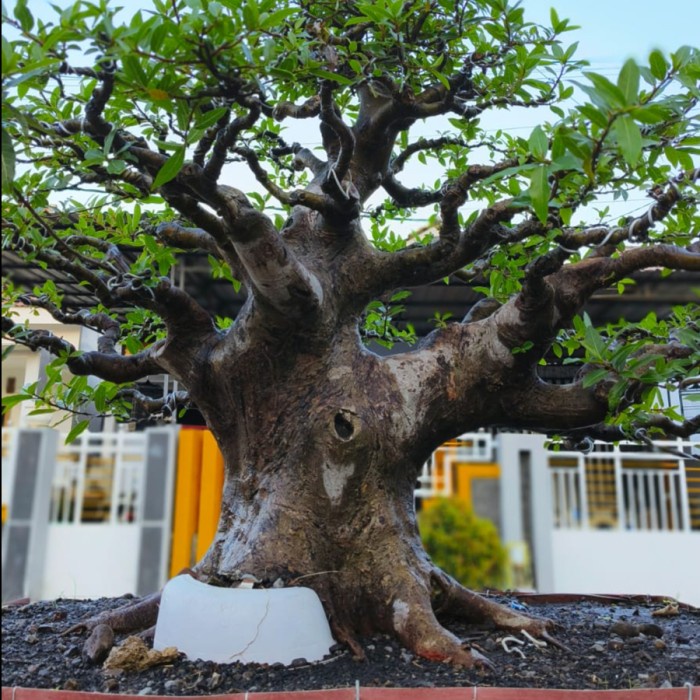 Tanaman Bonsai Loa Berkarakter UK Pot 90 cm REAL PICT Kode 0004580